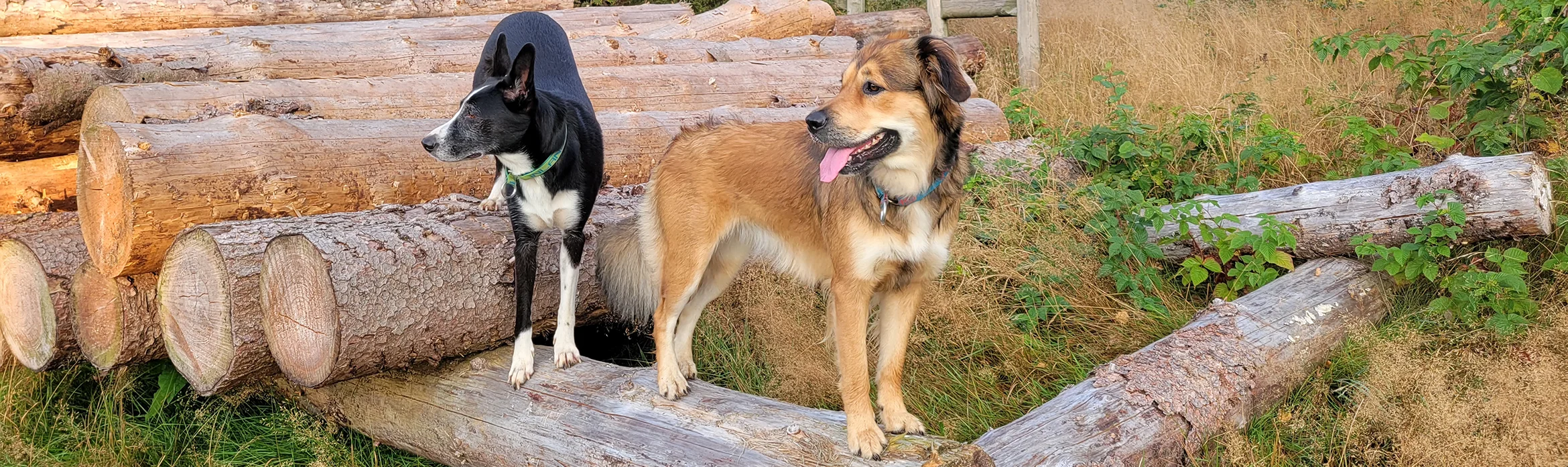 Hunde auf Baumstämmen
